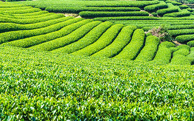 A tea világa